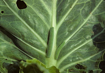cabbage worms on left underside