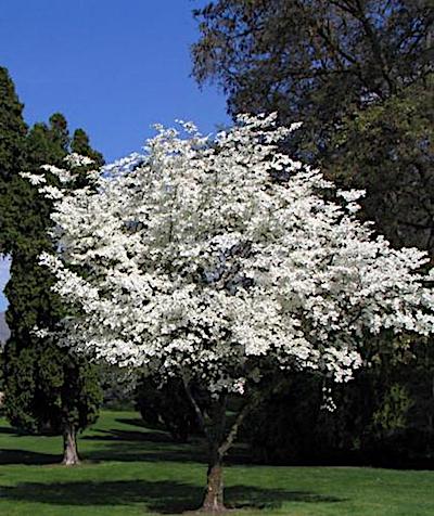 white dogwood