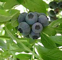 blueberries