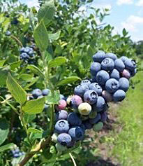 blueberries