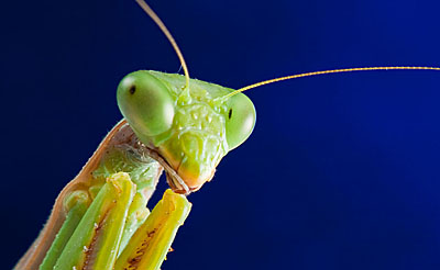 praying mantis head