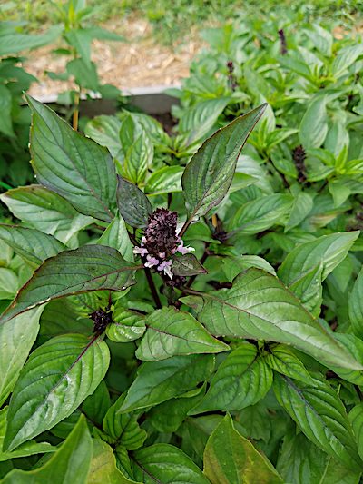 thai basil