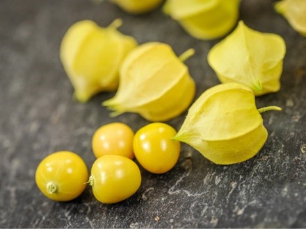 Groundcherries