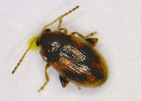 Tobacco flea beetle