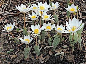 Bloodroot flower