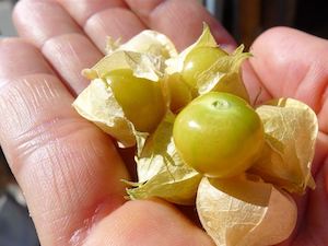 Groundcherries