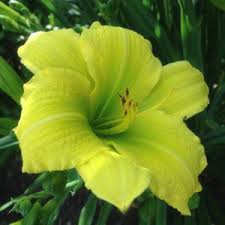 Green Flutter daylily