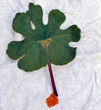 bloodroot leaf