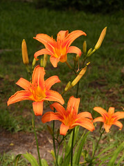 Tawny Daylily