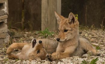 baby coyote with mom