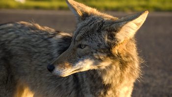 coyote