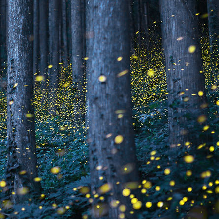 fireflies in forest