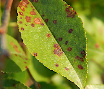 leaf spots