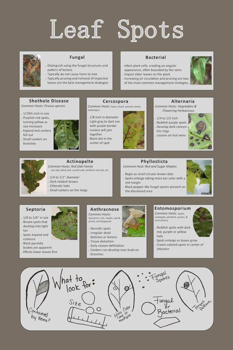 Leaf Spots – Fairfax Gardening