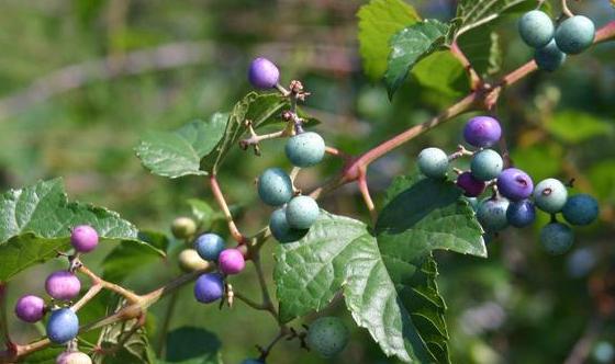 porcelain berries