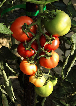 tomatoes on vine