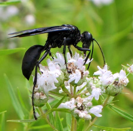 black wasp