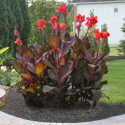 blooming cannas