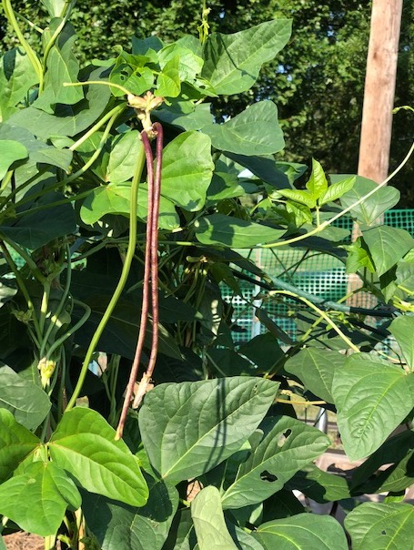 red yard-long beans