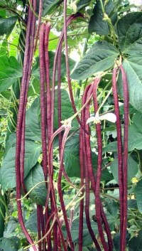 red yard long beans