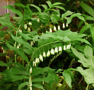 Polygonatum-flowering