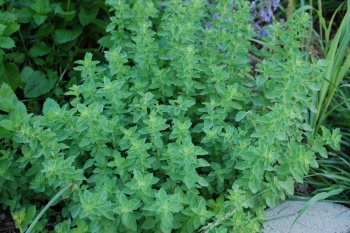 oregano