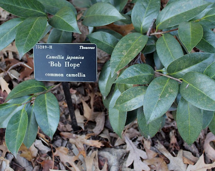 plant label under shrub