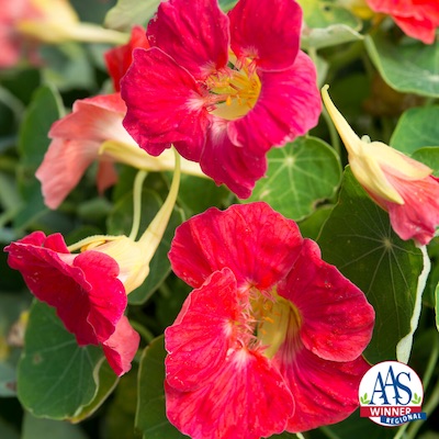 Tip Top Rose Nasturtium