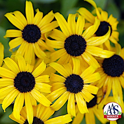 American Gold Rush Rudbeckia