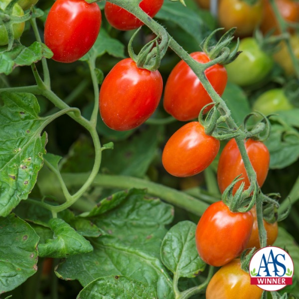 Celano Tomato