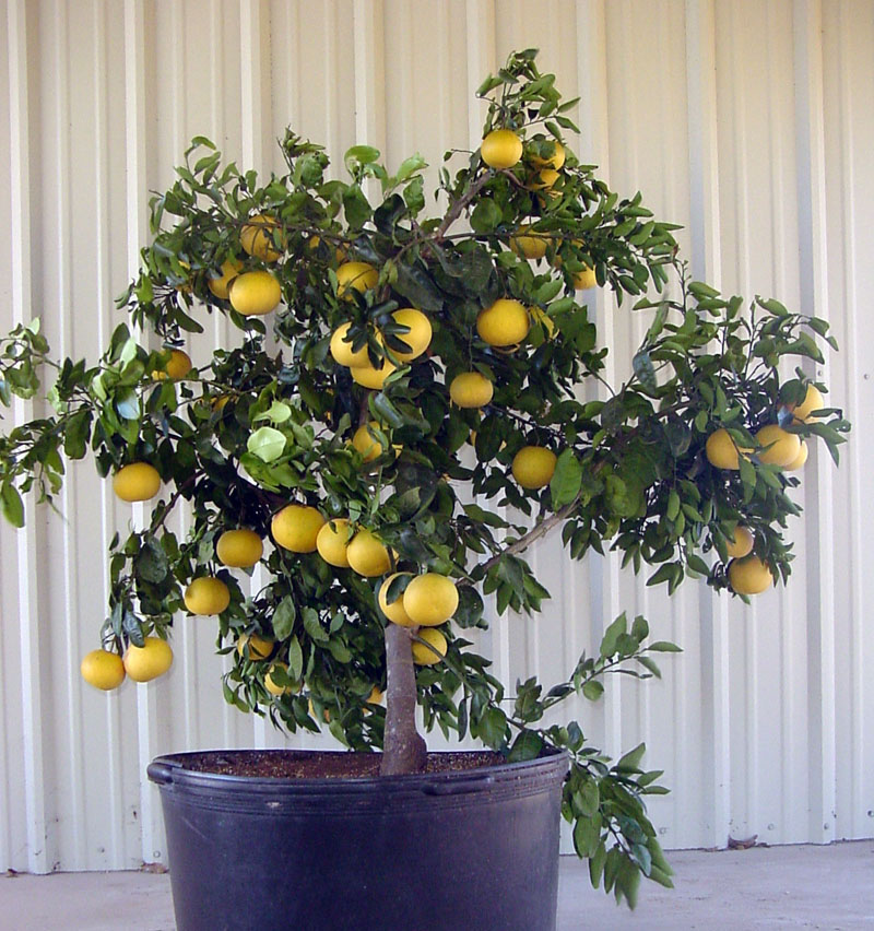 Lemon Citrus in container