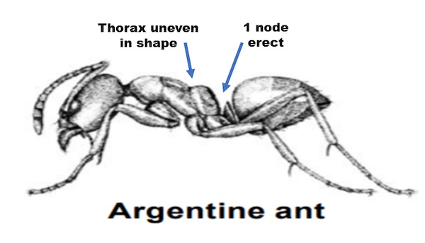 argentine ant