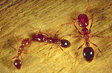 Fire ant border check call - InDaily