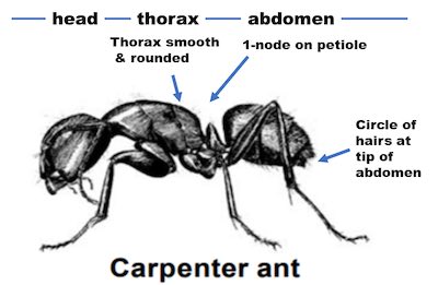 carpenter ant