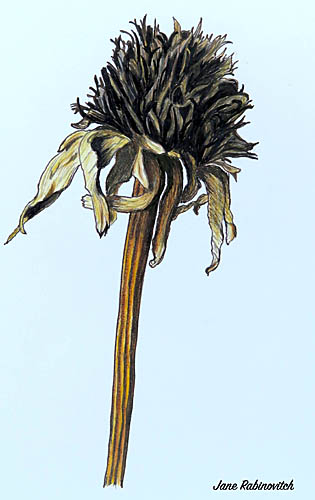 echinacea flower head