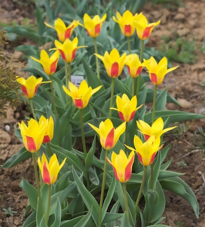 greigii tulips