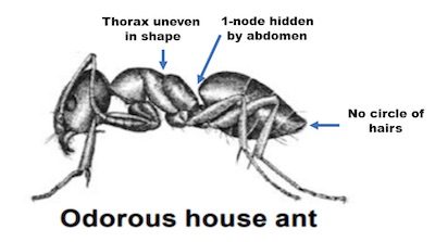 odorous house ant