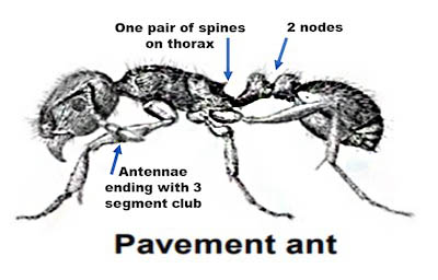 pavement ant