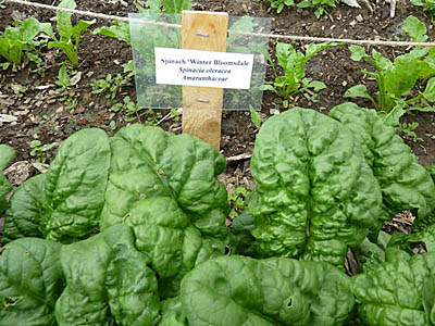 spinach leaves