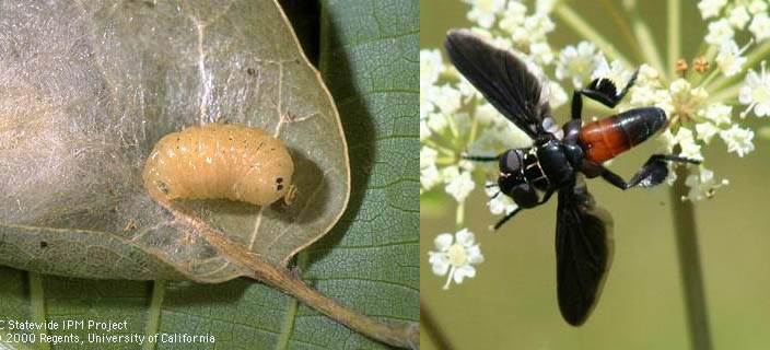 Tachinid fly and larva