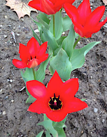 Red Emperor Tulips