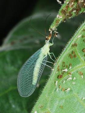 Adult lacewing