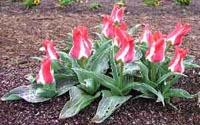 Greigii Tulip