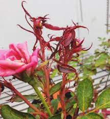 rose rosette disease