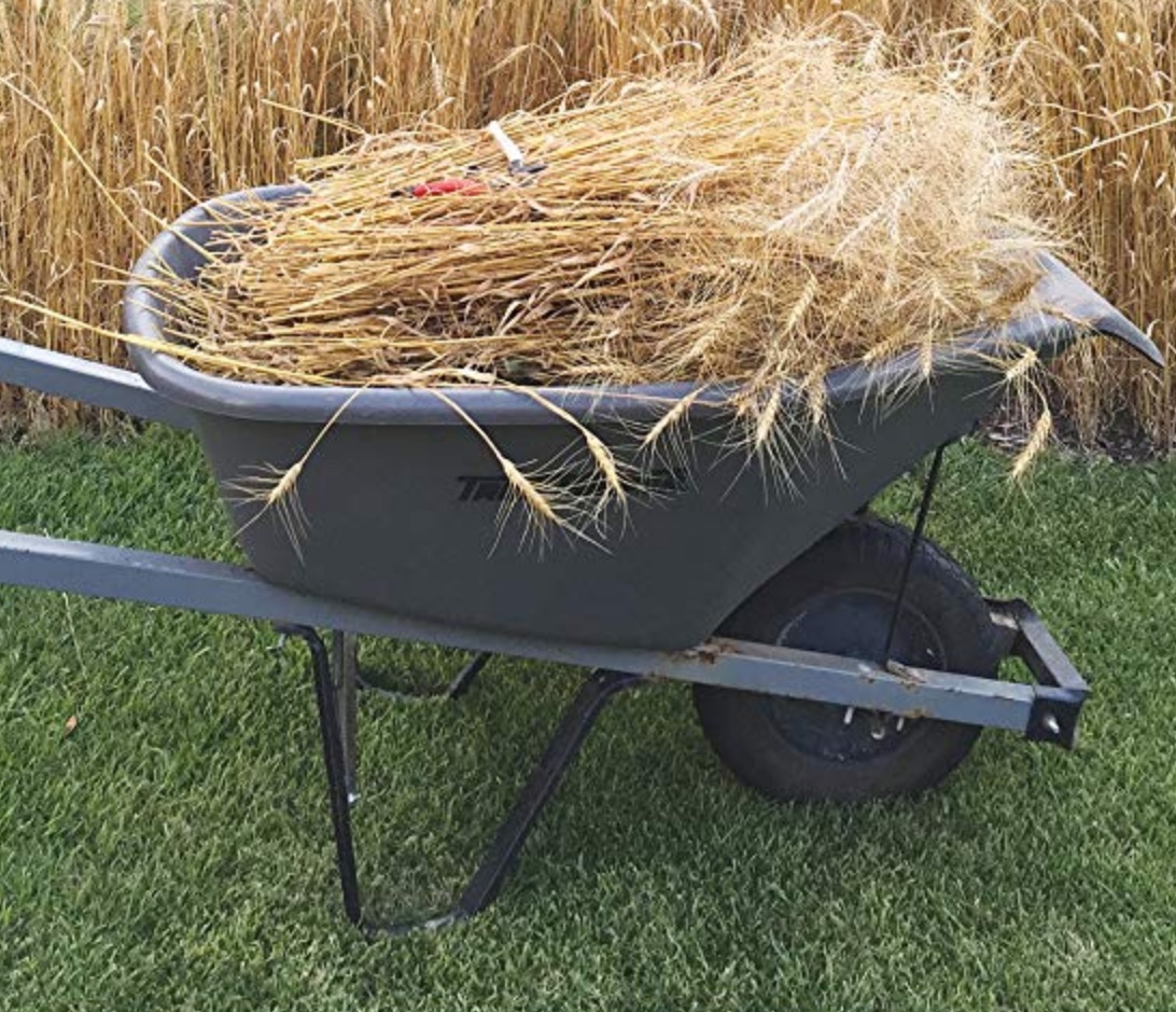 wheelbarrow with grain