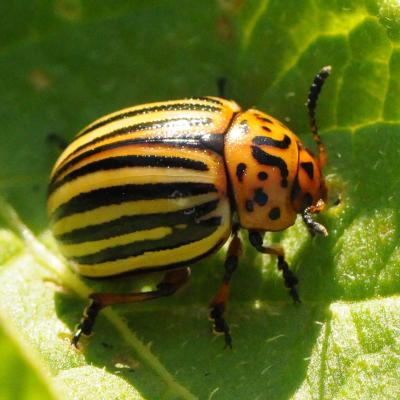 Potato Beetle