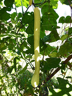 Hanging squash