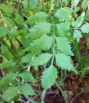 trumpet vine leaves