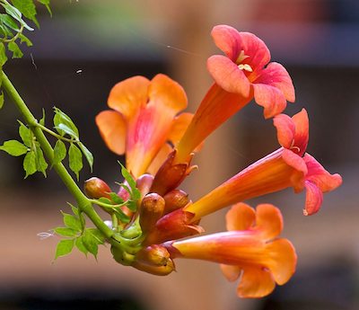 Trumpet Creeper