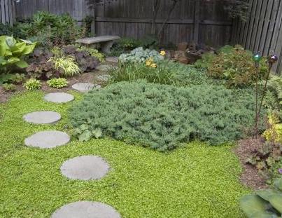 steppable ground cover